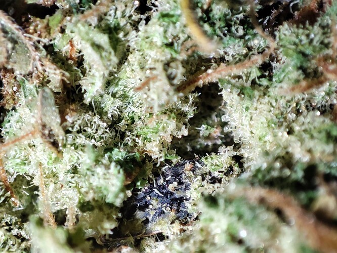 Growreport Bild 8