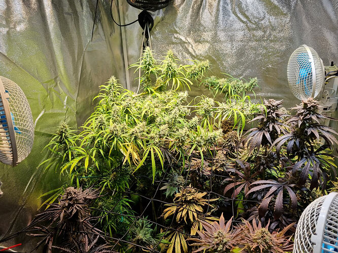 Mehrere Cannabis-Pflanzen in der Blütephase, einige mit dunklen, violetten Blättern, in einem Zelt mit Lüftern und reflektierender Folie.
