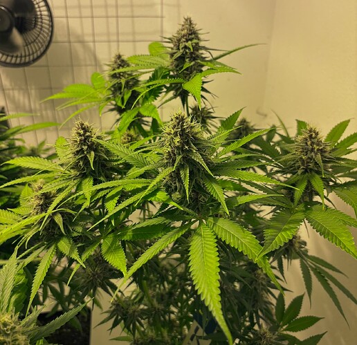 Growreport Bild 10
