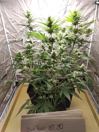 Growreport Bild 11