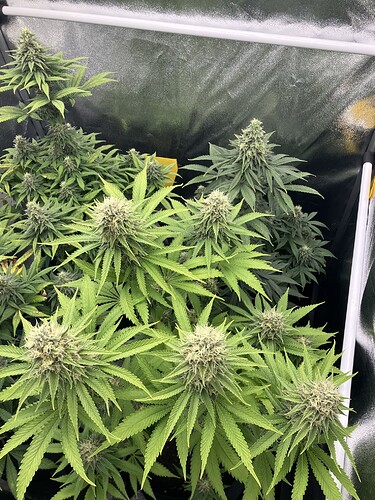 Growreport Bild 3