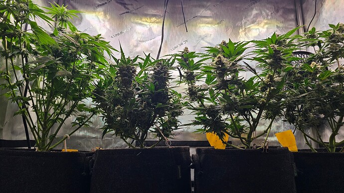 Growreport Bild 26