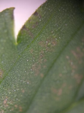 Growreport Bild 11
