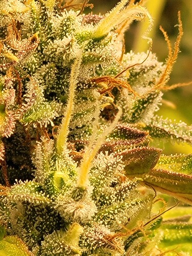 Growreport Bild 14