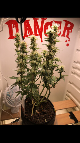 Growreport Bild 5