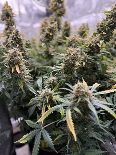 Growreport Bild 25