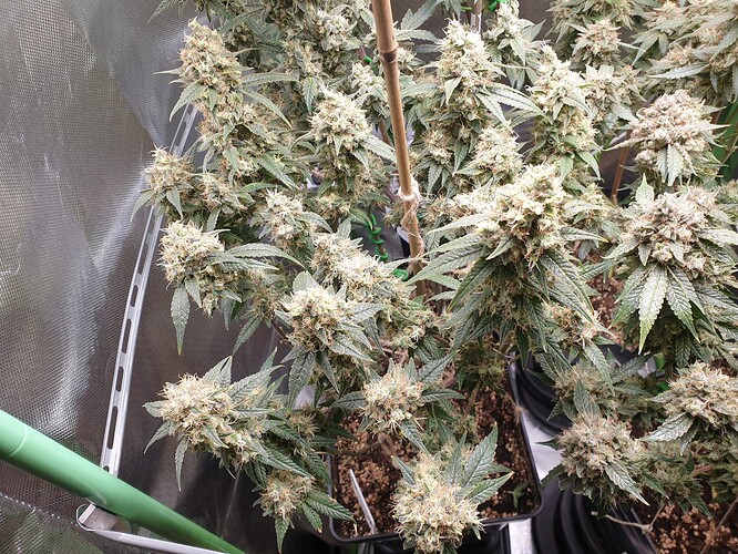 Growreport Bild 5