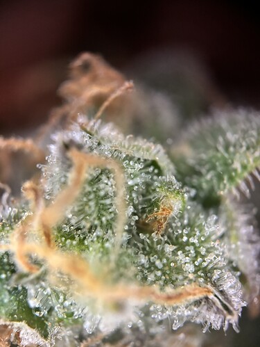 Growreport Bild 89