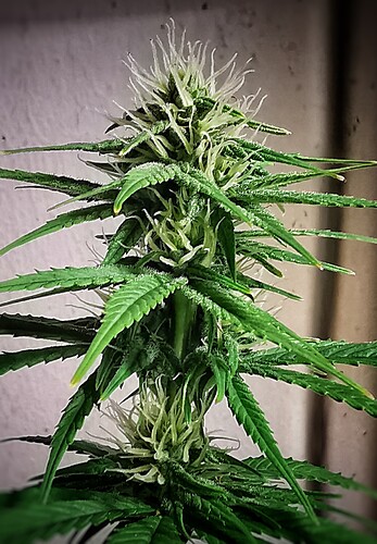 Growreport Bild 3