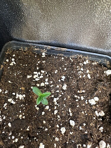 Growreport Bild 46