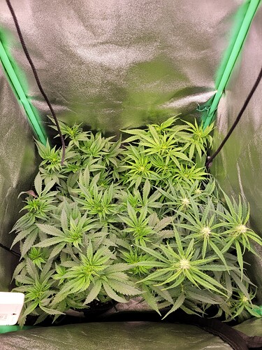 Growreport Bild 2