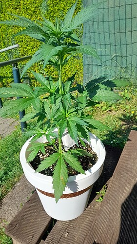 Growreport Bild 6