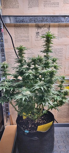 Growreport Bild 1