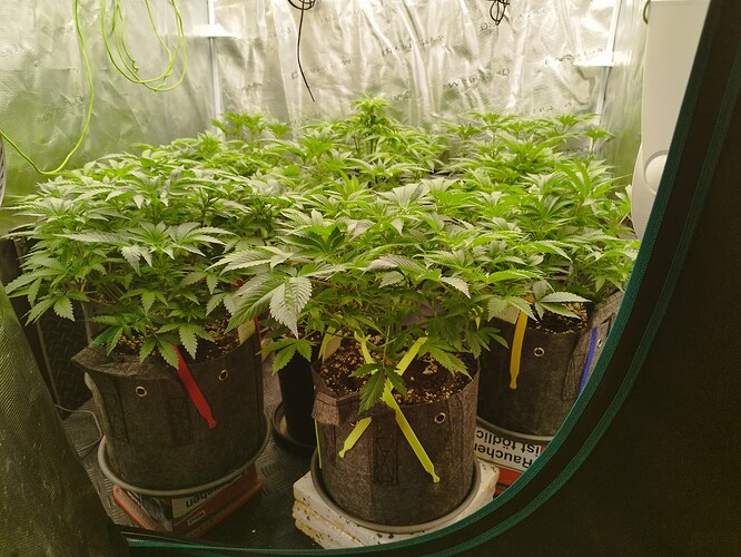 Growreport Bild 14