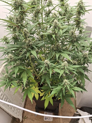 Growreport Bild 151