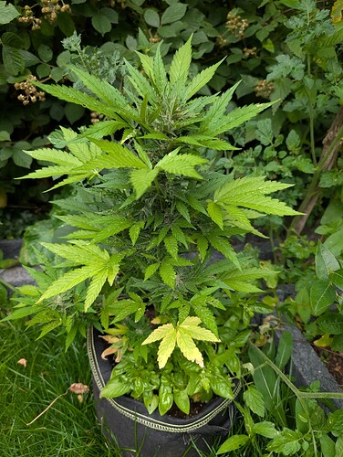 PXL_20250705_185958633