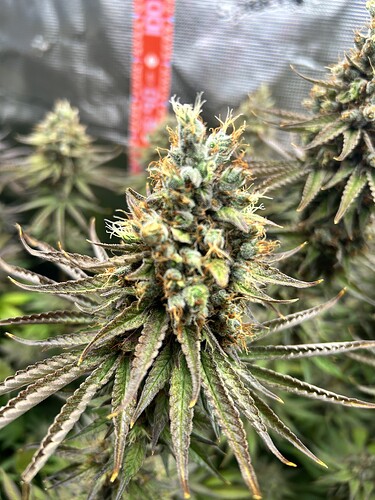 Nahaufnahme eines reifen Cannabis-Buds kurz vor der Ernte mit sichtbaren Trichomen und dunklen Blättern.