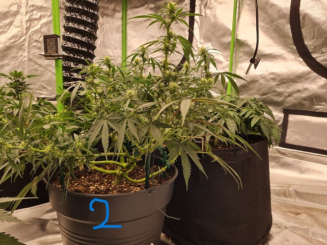 Growreport Bild 6