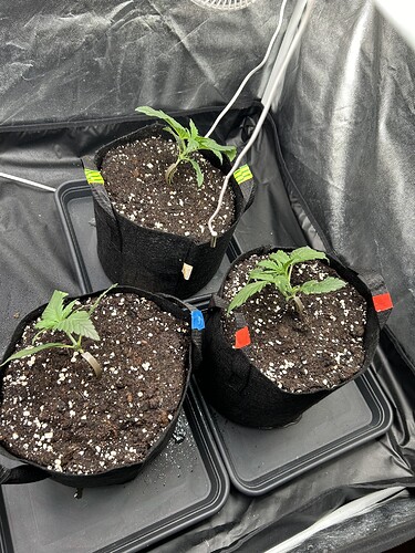 Growreport Bild 8