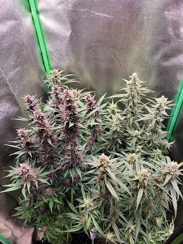 Growreport Bild 11