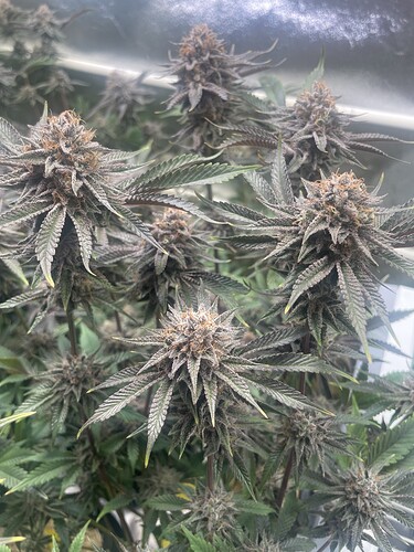 IMG_5911