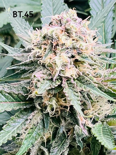 Growreport Bild 7