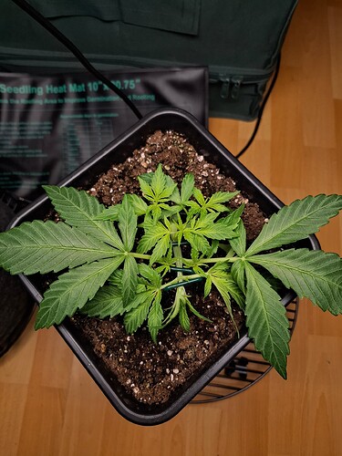 Growreport Bild 1