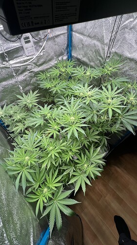 Growreport Bild 1