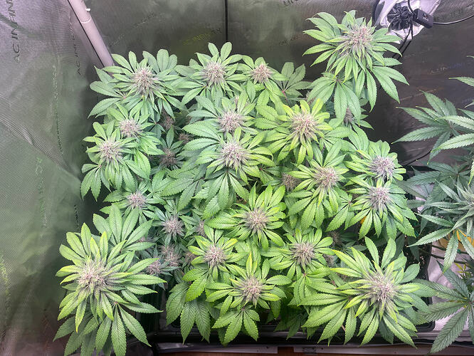 Growreport Bild 11
