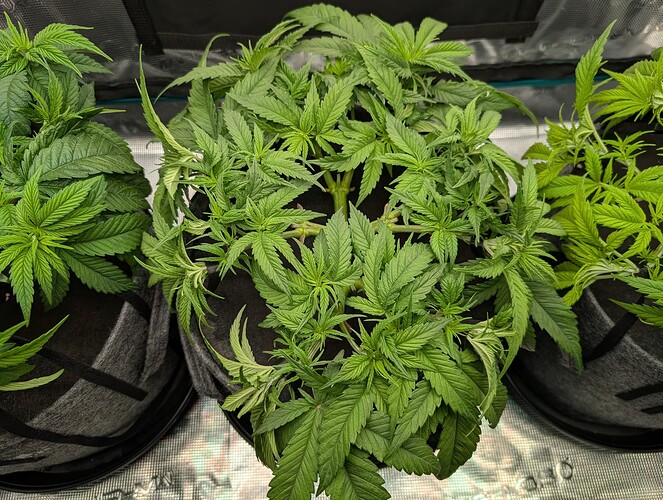 Growreport Bild 19