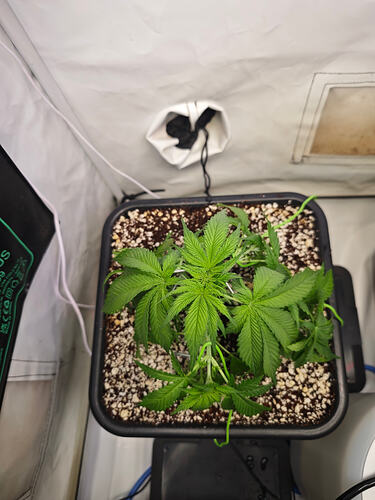 Growreport Bild 5