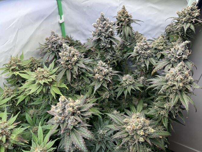 Growreport Bild 54