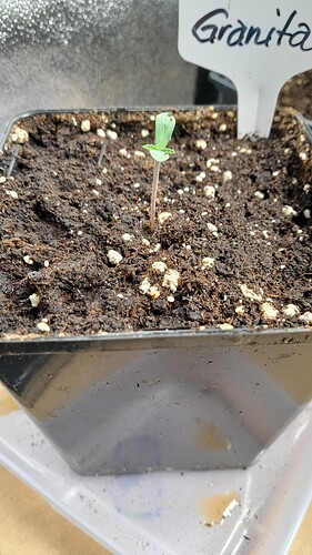 Growreport Bild 3