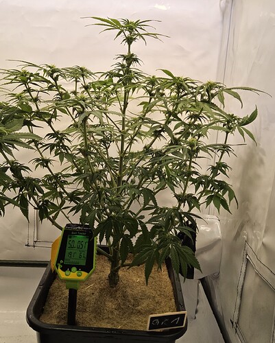 Gr.1.BT16.nach.Bespruehen.wegen.Septoria