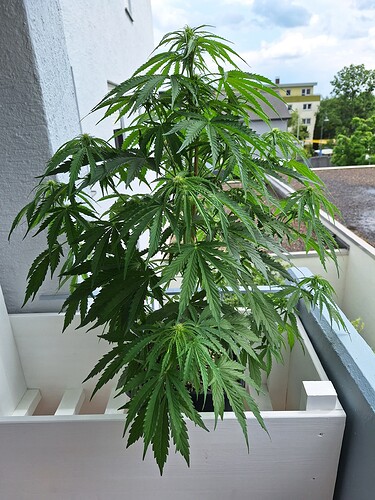 Growreport Bild 3