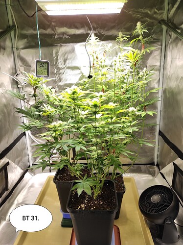 Growreport Bild 1