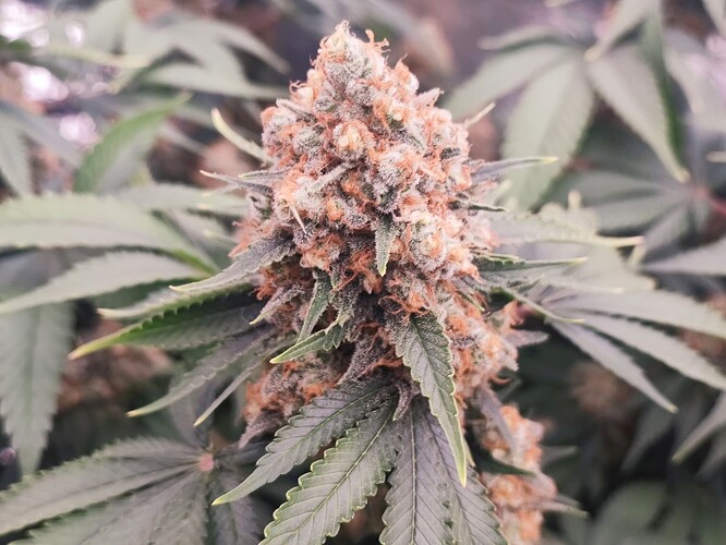 Growreport Bild 5
