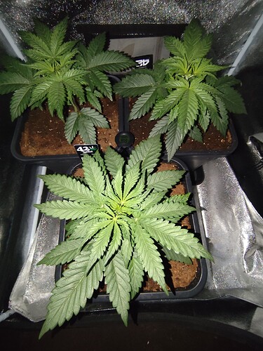 Growreport Bild 1