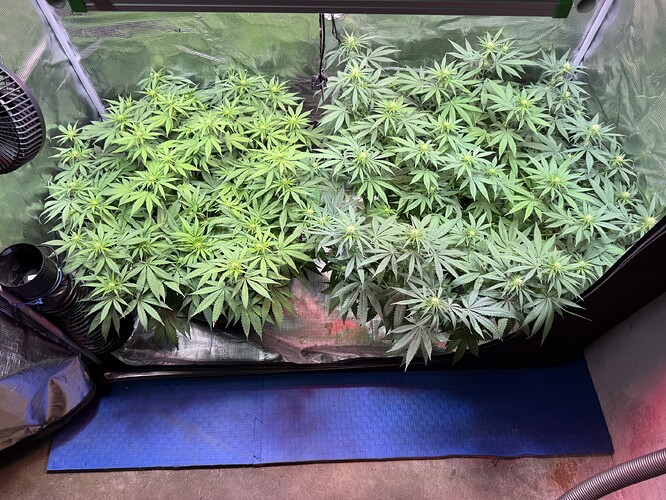 Growreport Bild 27