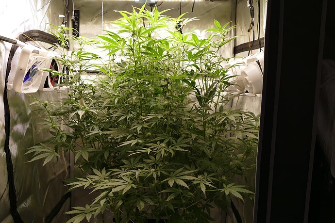 Growreport Bild 4