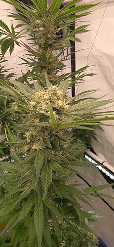 Growreport Bild 66