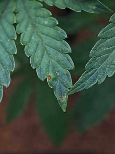Growreport Bild 18