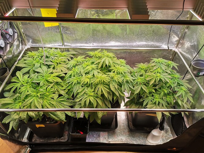 Mix grow BT14 (2)