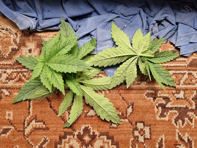 Zwei junge Cannabispflanzen mit charakteristischen fächerförmigen Blättern liegen auf einem gemusterten Teppich.