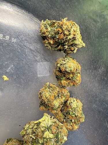 Growreport Bild 21