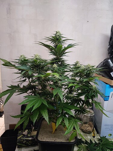 Growreport Bild 86