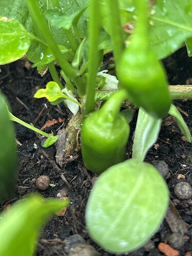 Growreport Bild 50