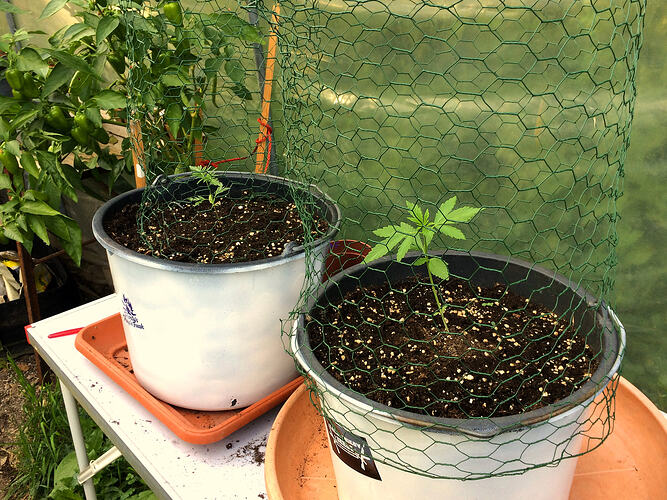 Grow26_0727_06