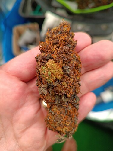 IMG_20250824_091745_1