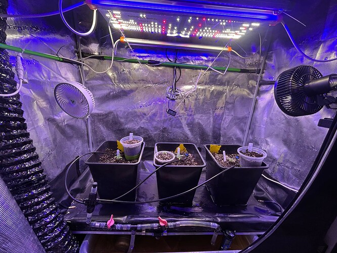 Growreport Bild 29